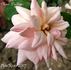 Madame Dailleux rose photo
