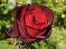 Marina Marini rose photo
