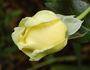 Gruss an Oldenburg rose photo
