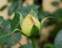 Gruss an Oldenburg rose photo