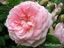 Psyche rose photo