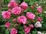 La Prospérine rose photo