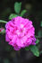 Fornarina rose photo
