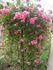Lyon Rambler rose photo
