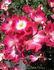 Good 'n Plenty ™ rose photo