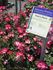 Good 'n Plenty ™ rose photo