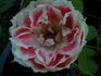 Most Unusual Day rose photo