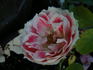 Most Unusual Day rose photo