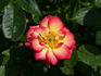 Crowning Glory rose photo