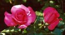 Ville de Liffré rose photo