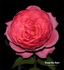 Grand-Duc Henri rose photo