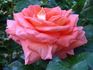 Janina ® rose photo