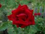 Cara Mia rose photo