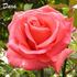 Dara rose photo