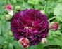 Superbe en Brun rose photo