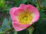Margheritae rose photo