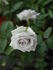 Ondina rose photo