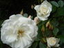 Lace Cascade rose photo