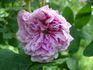 Madame Moreau rose photo