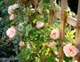 Evening Light rose photo