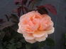 Brigitte Fossey ® rose photo