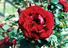 Belle de Régnié rose photo