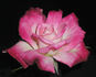 Bella Diana rose photo