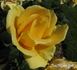 Bellissima ® rose photo