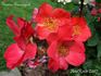 Karine Sauvageot rose photo