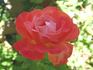 Spirit of Glasnost rose photo