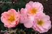 Pink Cottage rose photo
