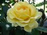 Breathtaking rose photo