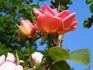 Apotheker Franz Hahne rose photo