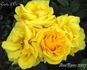Carte d'Or rose photo