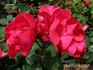 Neptune rose photo