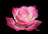 Bella Diana rose photo