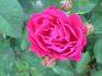 Feuerschein rose photo