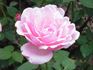 Rose Benary rose photo
