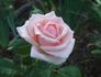 Cinderella rose photo