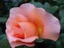 Jack's Wish rose photo