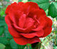 Harm Saville ™ rose photo