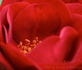 Harm Saville ™ rose photo