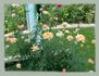 Peach Brandy rose photo