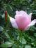Treasure Isle rose photo