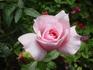 Treasure Isle rose photo