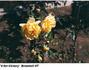 V for Victory rose photo