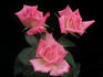 Bella Diana rose photo