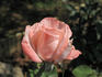 Selvetta ® rose photo