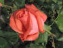 Catalonia rose photo