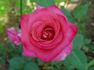 Brooks' Red rose photo